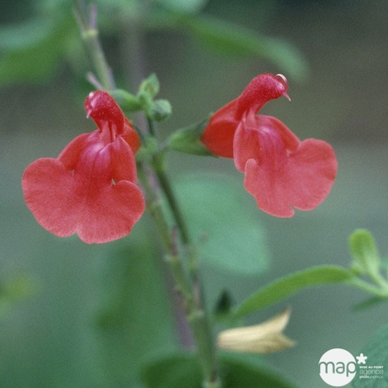 Salvia Grahamii : C3L Marque Truffaut