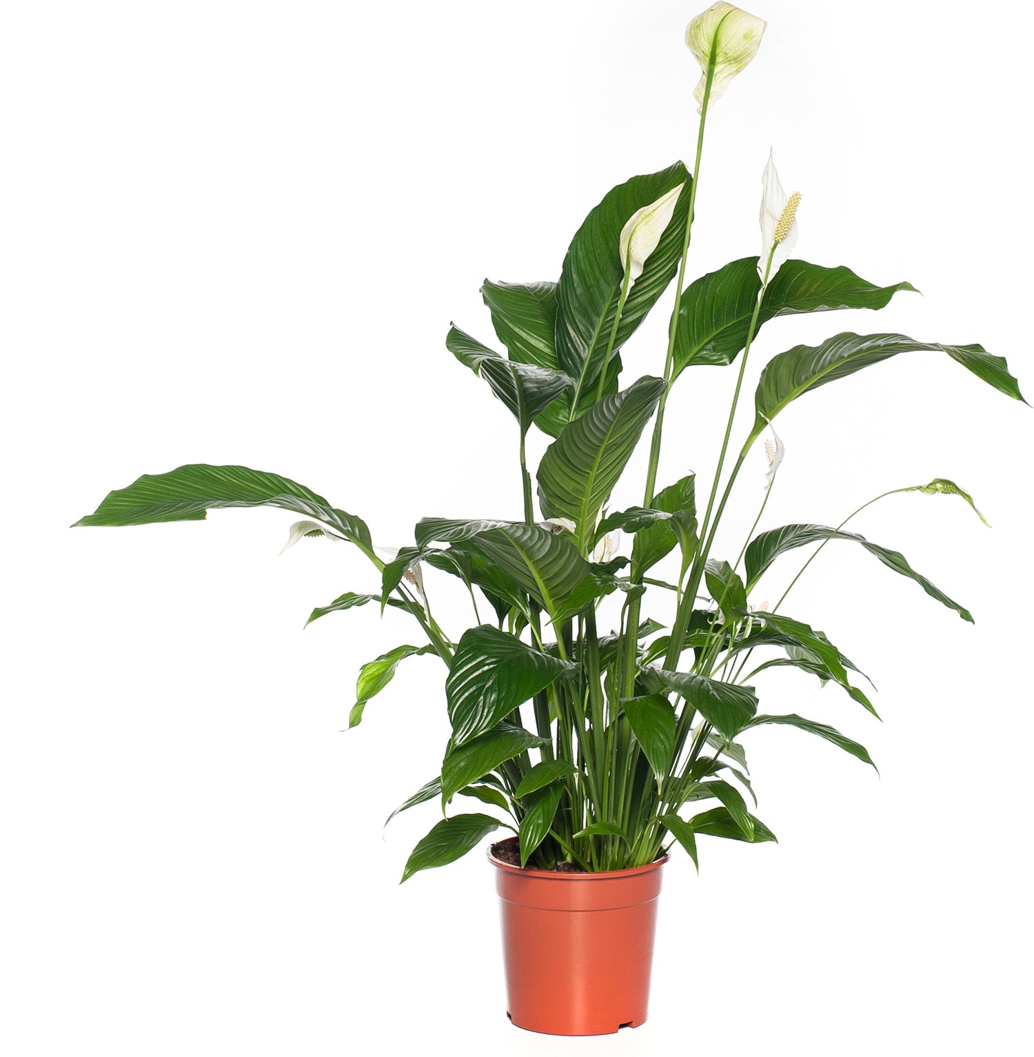 Lepelplant (Spathiphyllum 'Bingo Cupido') D 19 H 80 cm