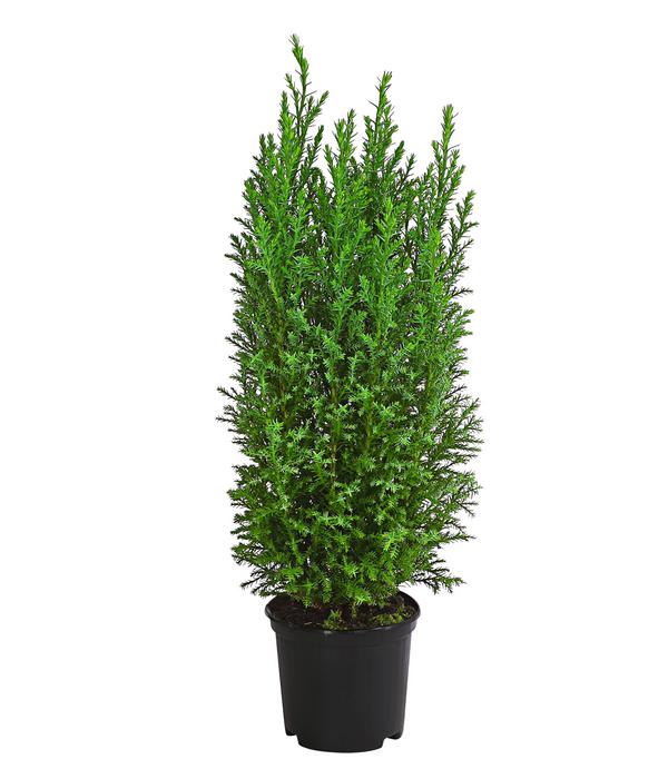 Scheinzypresse 'Ellwoodii'