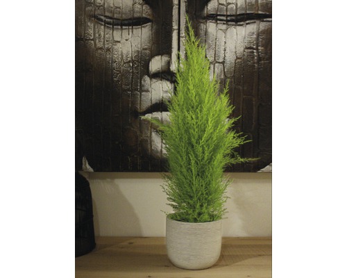 Kamercipres FloraSelf Cupressus macrocarpa 'Goldcrest Wilma' H ca. 50 cm Ø 14 cm pot geelgroen en geurende naalden