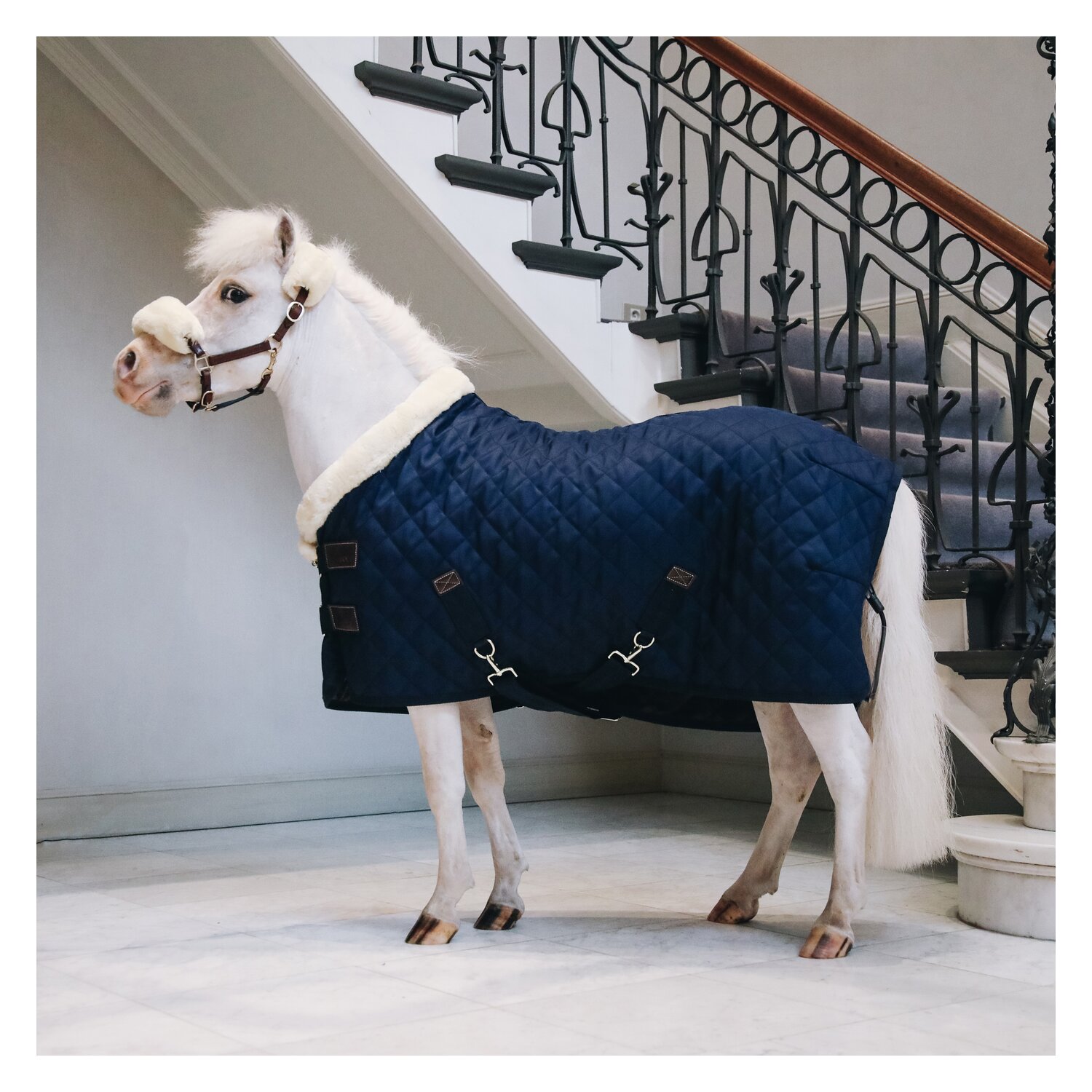 KENTUCKY Show Rug - navy