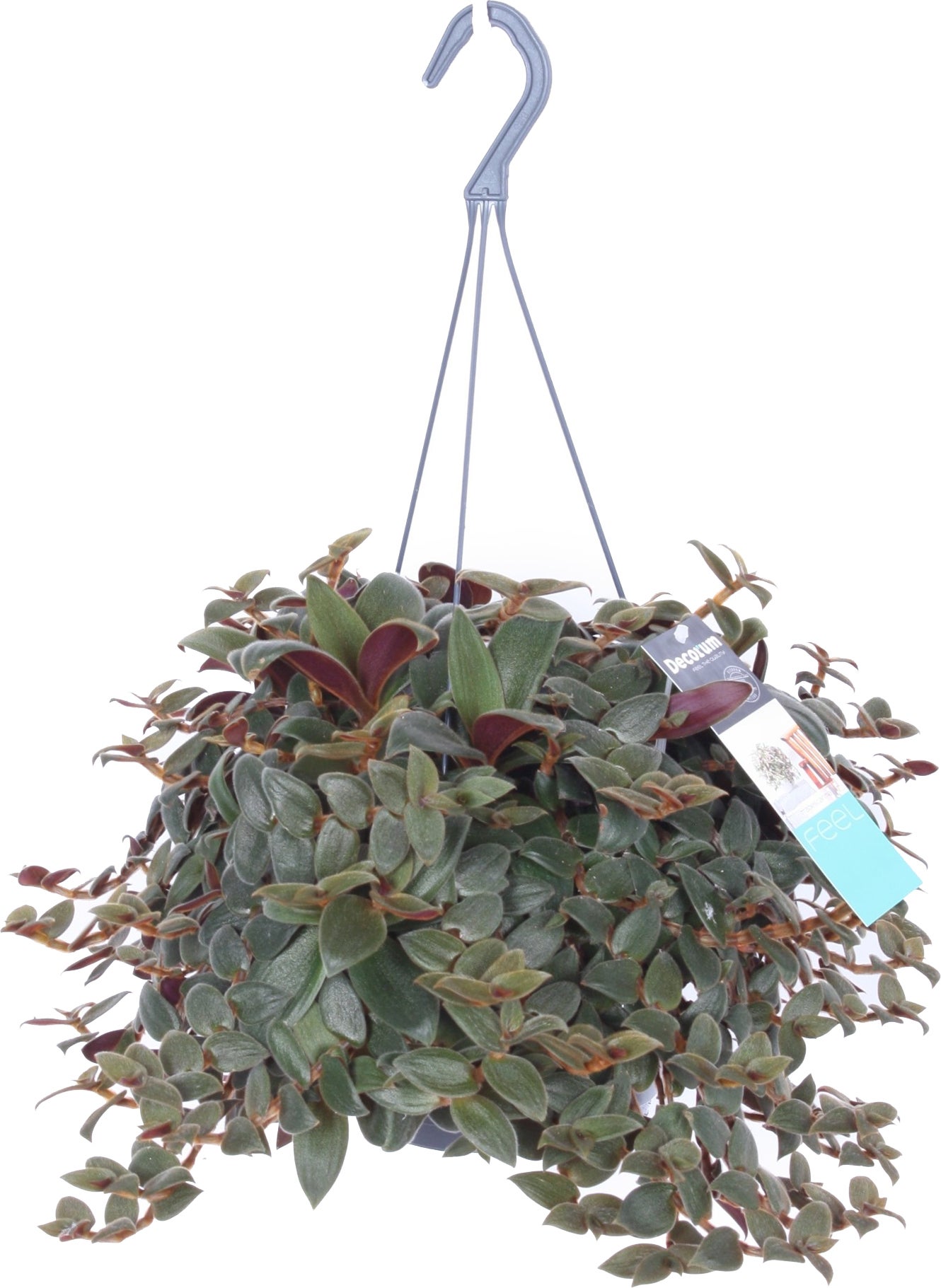 Vaderplant in hangpot (Tradescantia sillamontana 'Brown Hill') D 17 H 40 cm