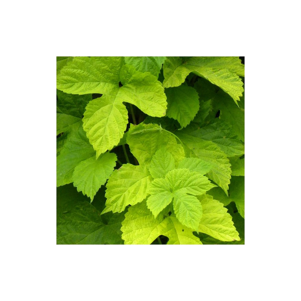 Houblon doré aureus/humulus lupulus aureus[-]pot de 1,5l - tuteur bambou 30/60 cm