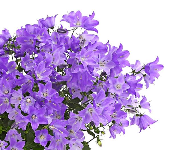Glockenblume - Campanula porscharskyana
