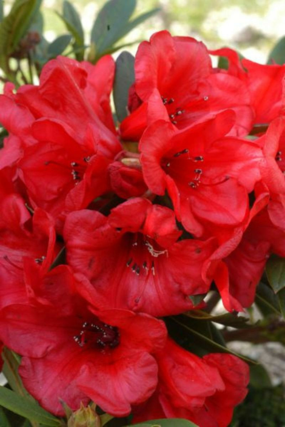 Rhododendron 'elizabeth' pourpre - 5l