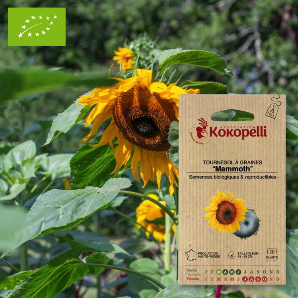 Sachet de graines bio à semertournesol à graines mammoth