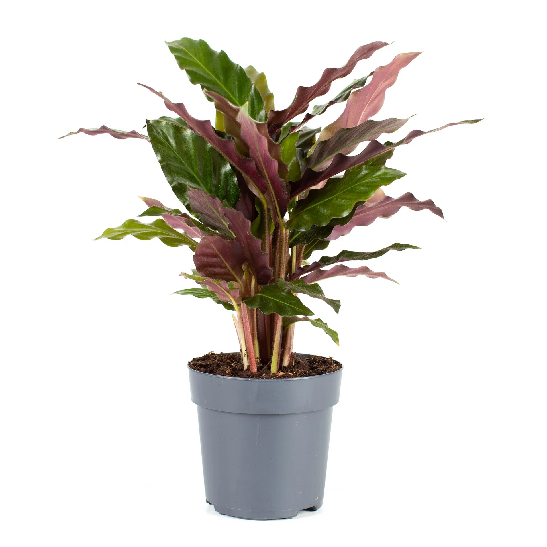 Goeppertia rufibarba Calathea Rufibarba Høyde 30 cm