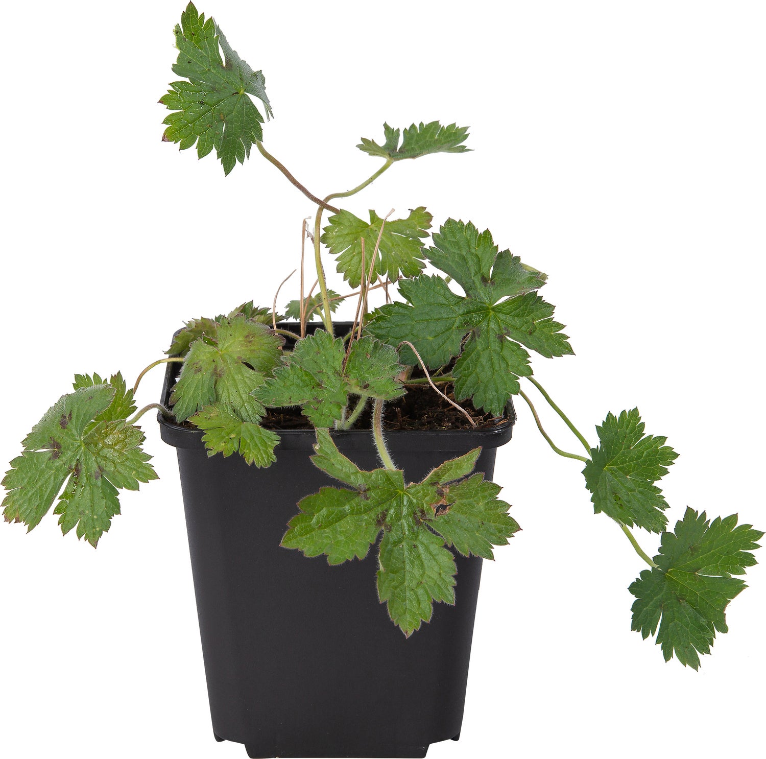 Ooievaarsbek (Geranium oxonianum 'Rose Clair') D 9 H 10 cm