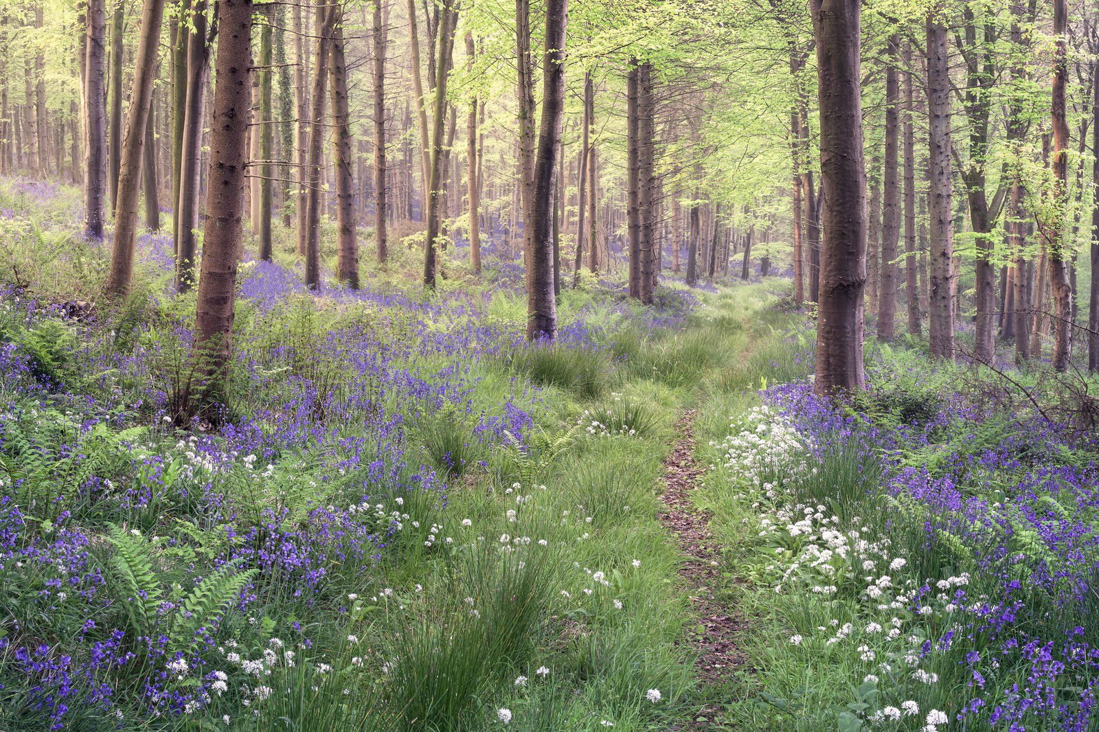 The Lost Path by Chris Frost - Limited Edition. Edition of: 150. Signed.