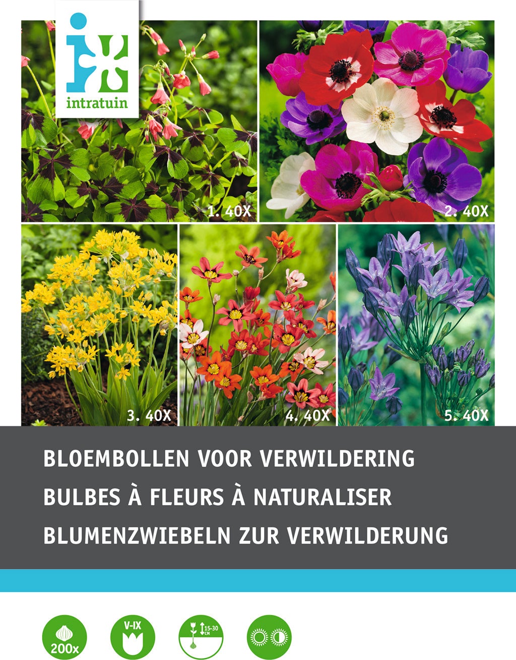 Intratuin bloembollen voor verwildering 200 stuks