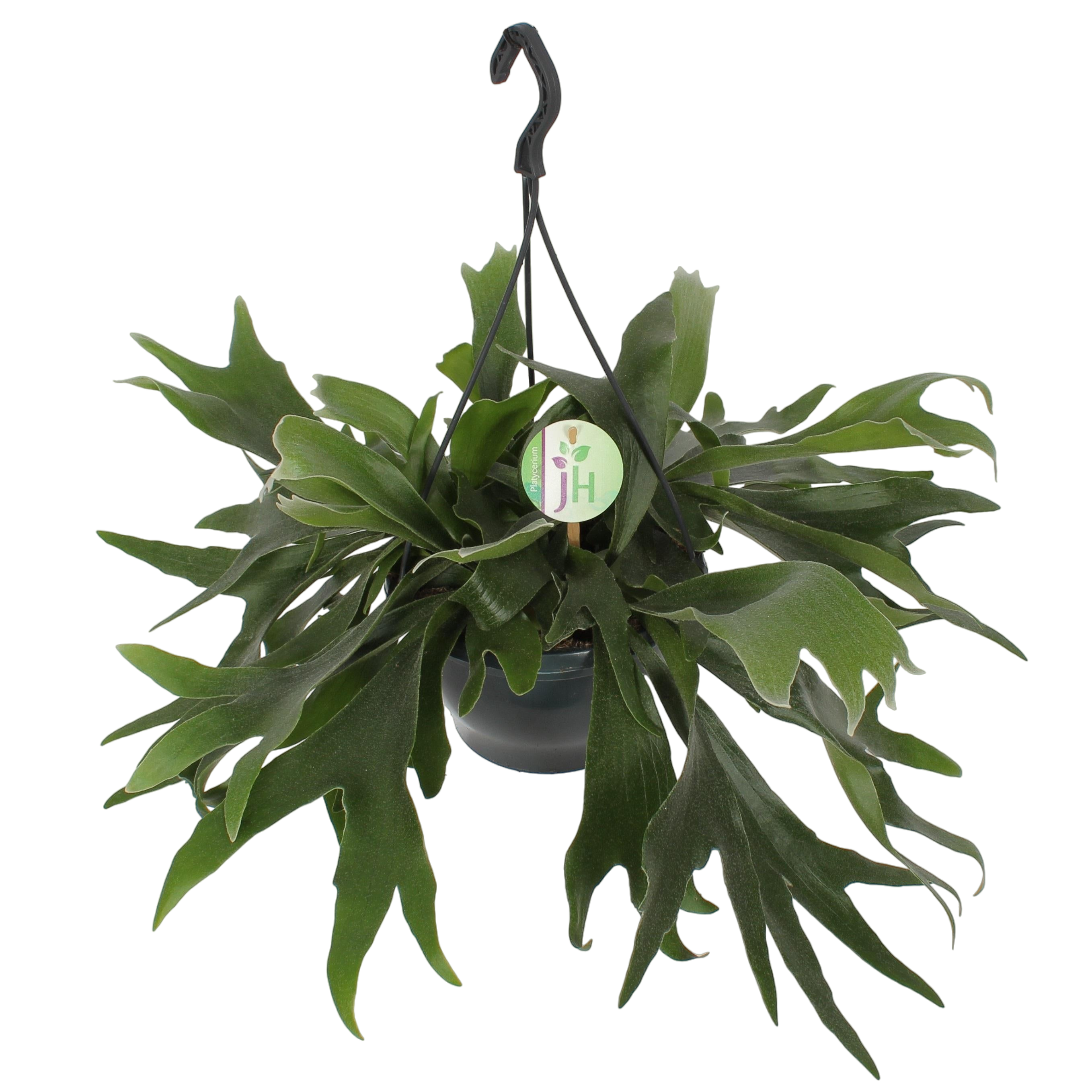 Plante d'intérieur - platycerium bifurcatum 50.0cm