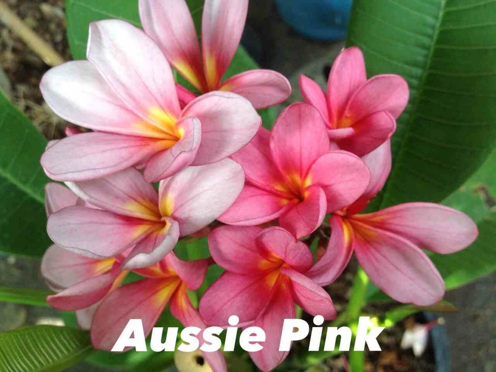Plumeria rubra 