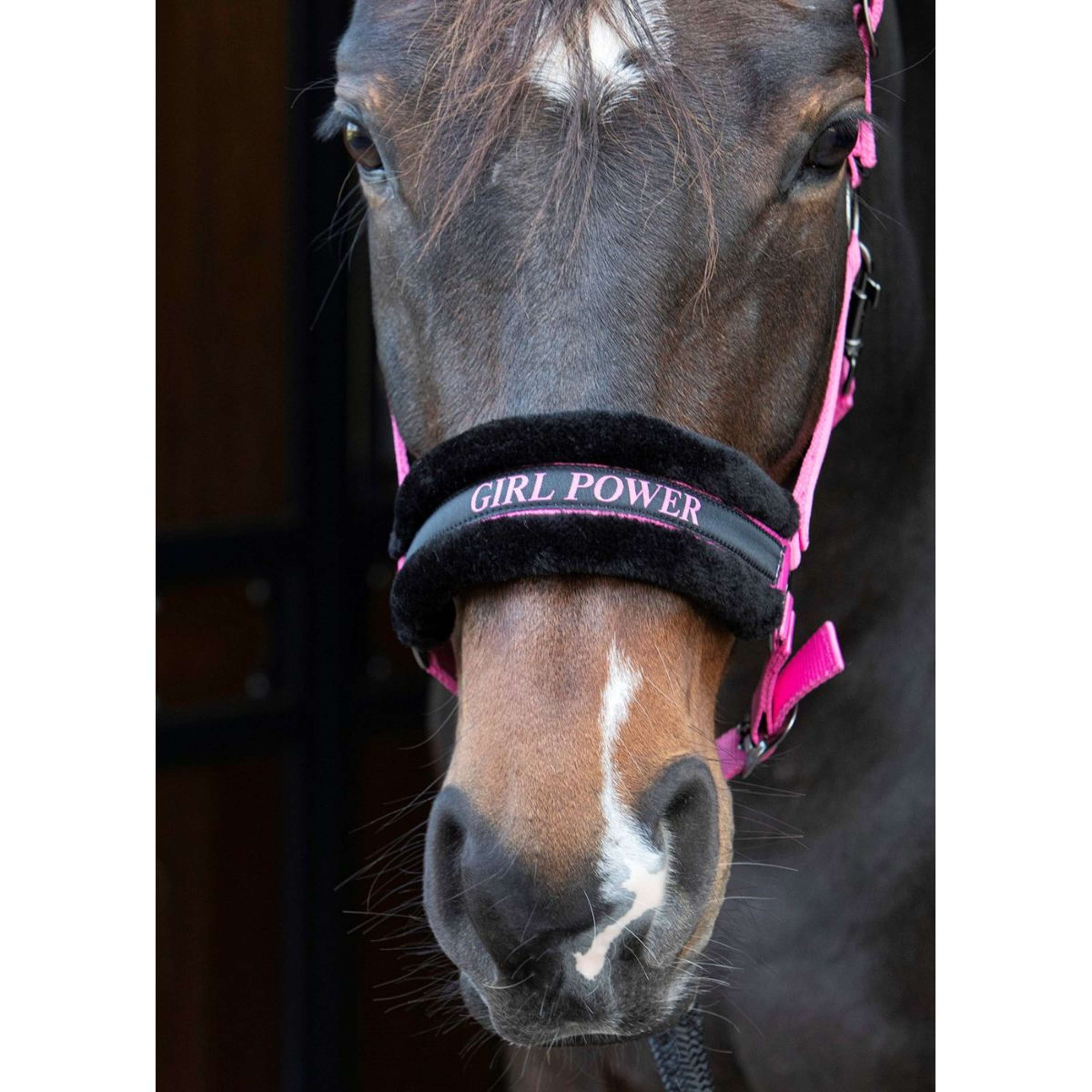Harry's Horse Halster Lyrics Quotes Roze