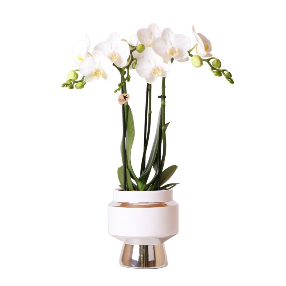 Orchidées colibri | orchidée phalaenopsis blanche - amabilis + le chic pot décoratif argent - taille du pot 9cm - hauteur 40cm