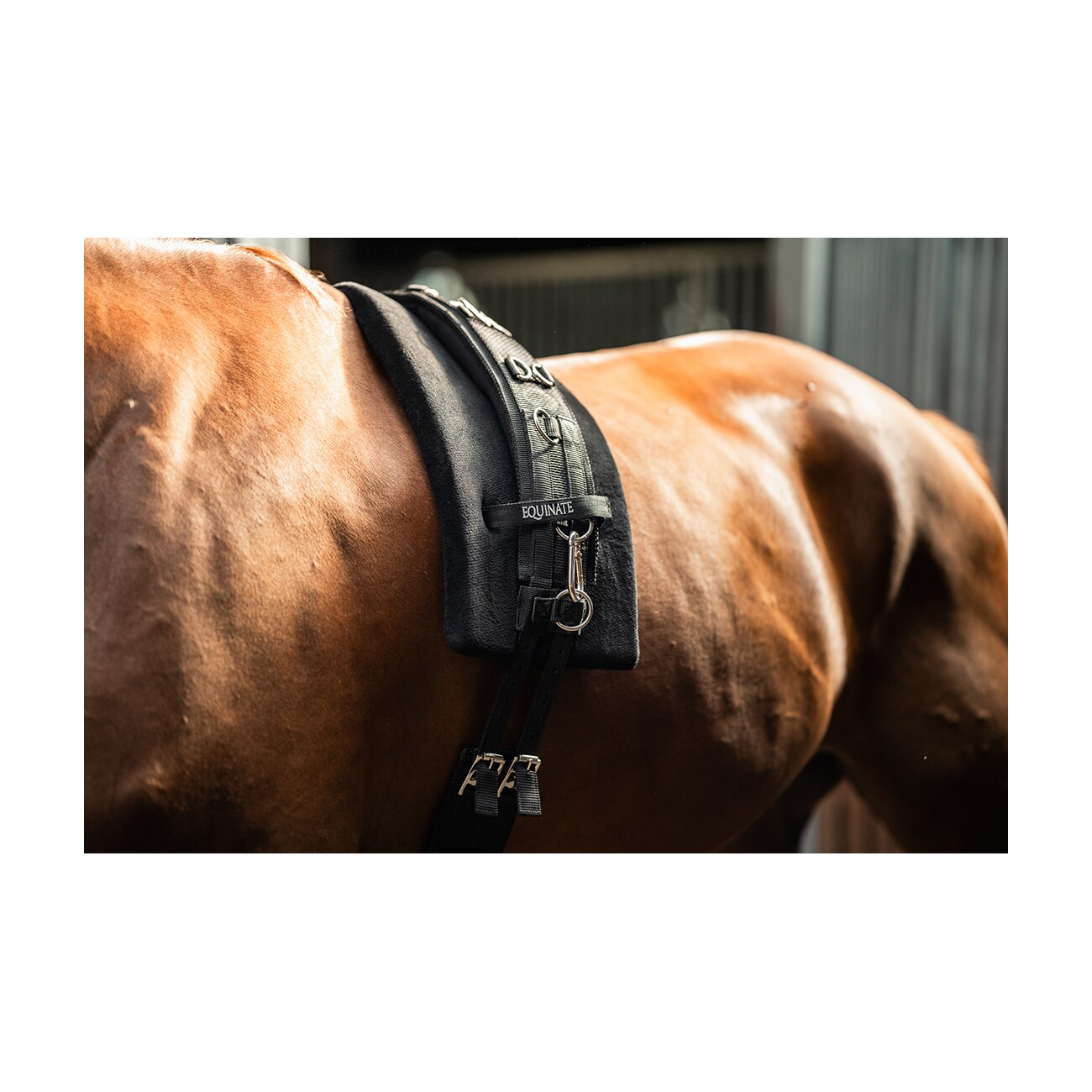 Equinate Longiergurt Conway mit Memory Foam VB/ COB (Vollblut)