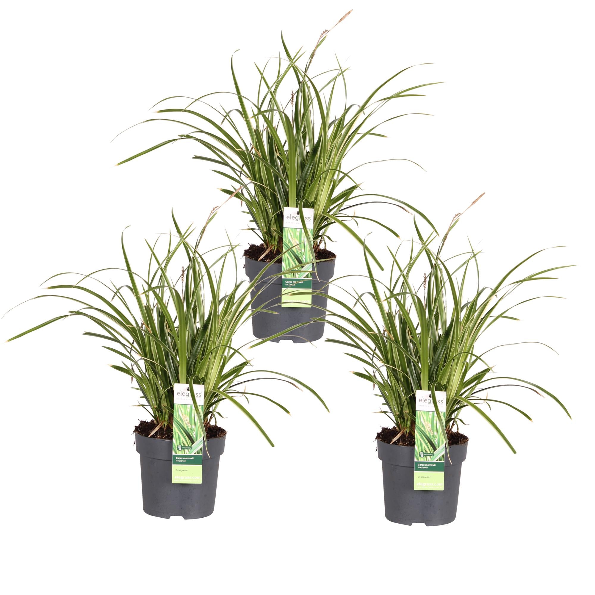 Carex morrowii 'ice dance' - lot de 3