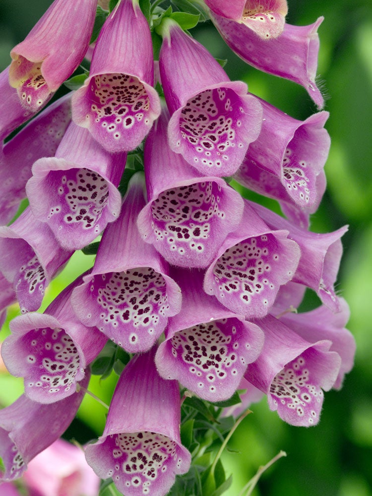 Vingerhoedskruid (Digitalis luteas 'Mertonensis') D 11 H 80 cm