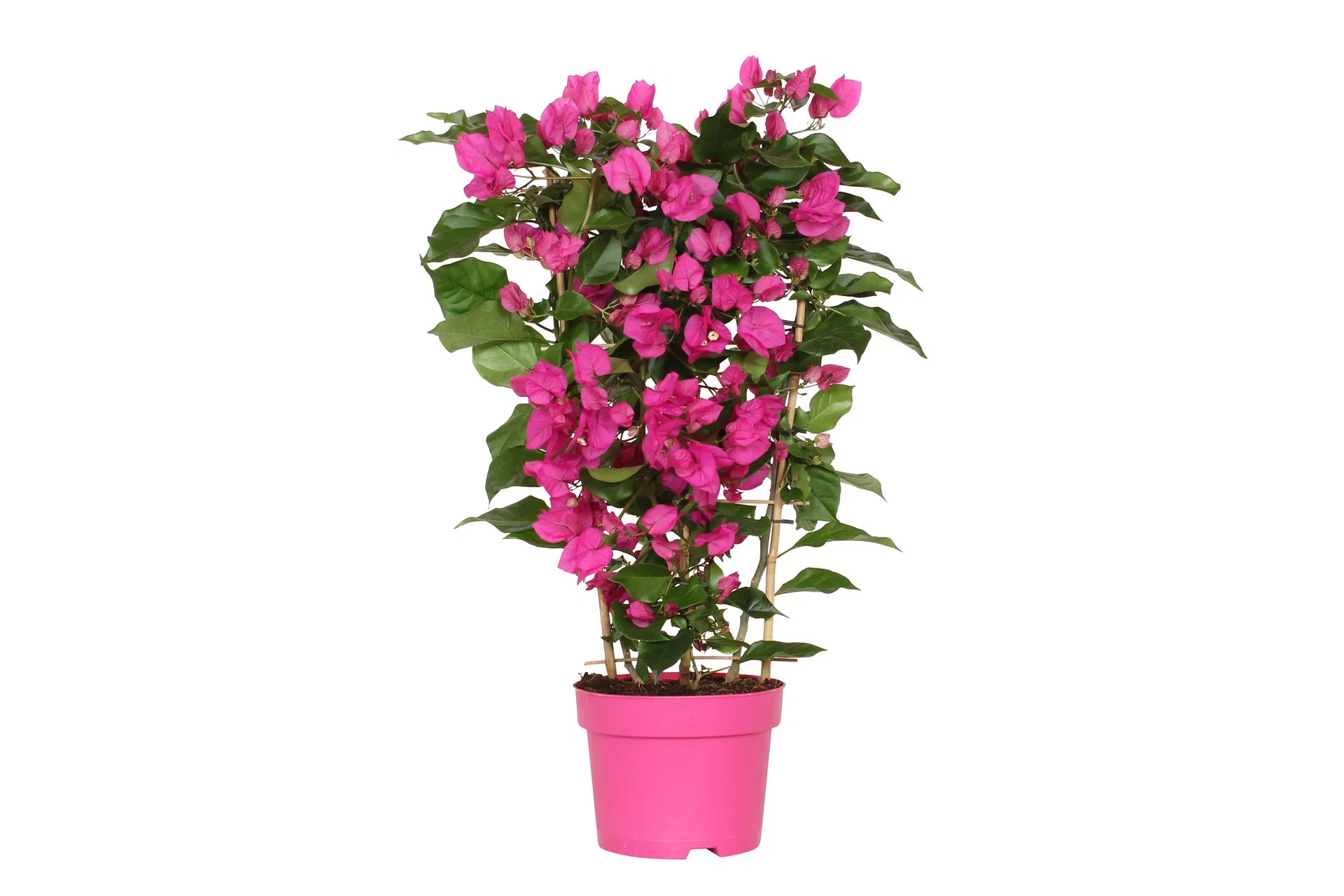 Bougainvillea 'Vera Deep Purple' Stor trillingblomst 'Vera Deep Purple’ Ø19 cm