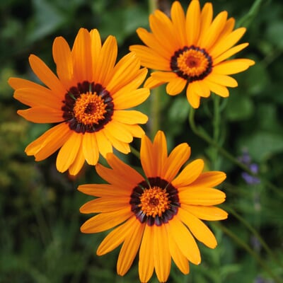 Blumensamen Seltene einjährige Blumen
