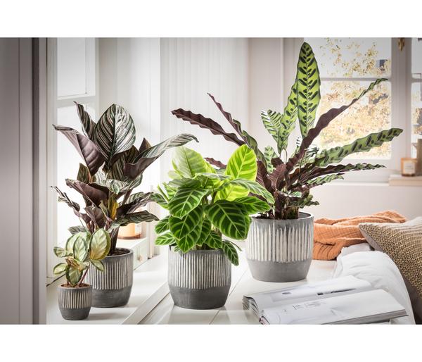 Korbmarante - Calathea lancifolia
