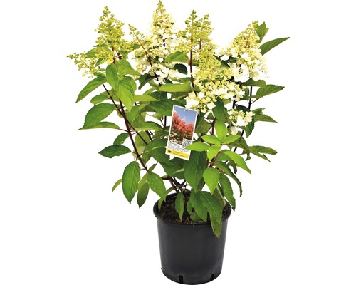 Pluimhortensia Hydrangea paniculata 'Pinky Winky' H 40-60 cm Co 5 L