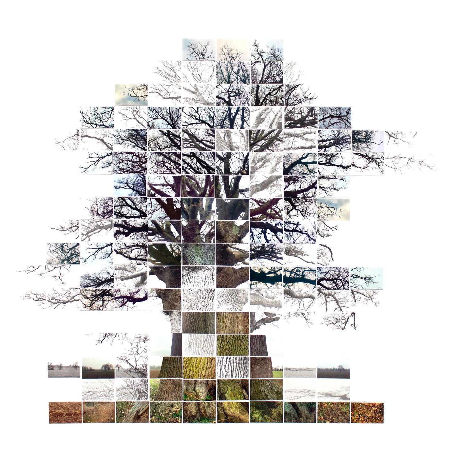 Still Film of an Oak Tree near Sudbury by Noel Myles - Limited Edition. Edition of: 150. Signed.