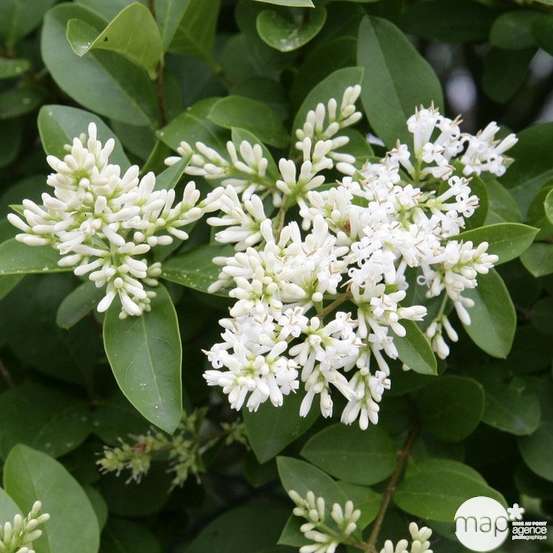 Ligustrum ovalifolium :H 80/100 cm ctr 10 litres