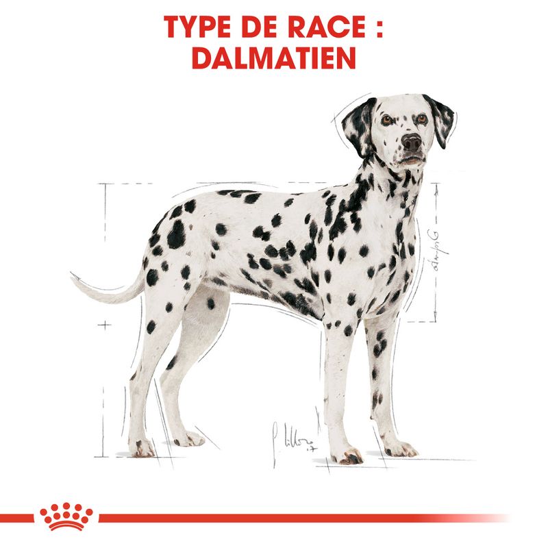 Royal Canin Dalmatien Adult à prix discount sur bitiba.fr