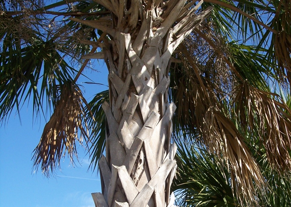 Jardin dans le sac - chou palmiste - 8 graines - sabal palmetto