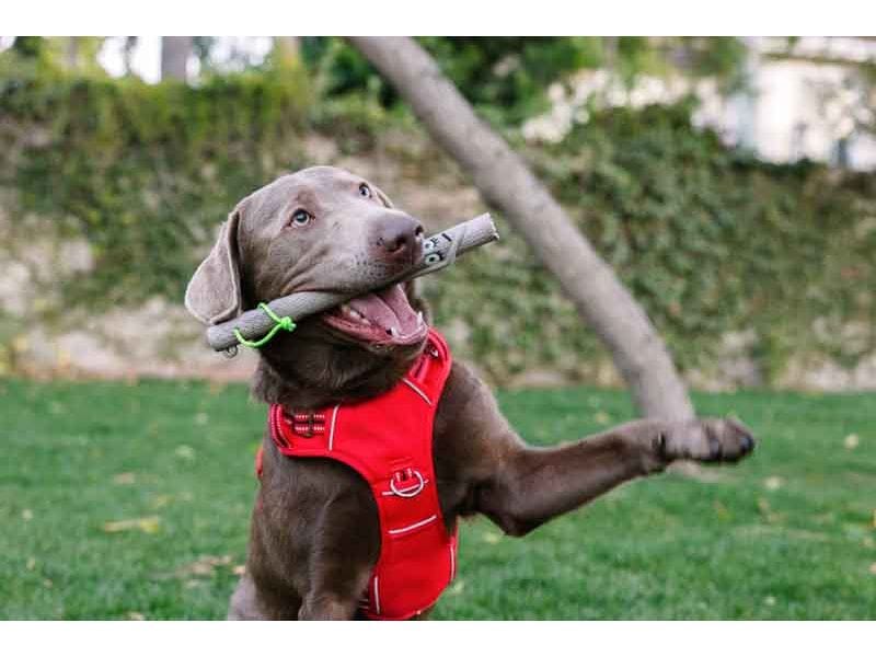 Doog Hunde-Spielzeug Family Stick Twigg 30 cm x 2.5 cm Splitterfreier Hundestock