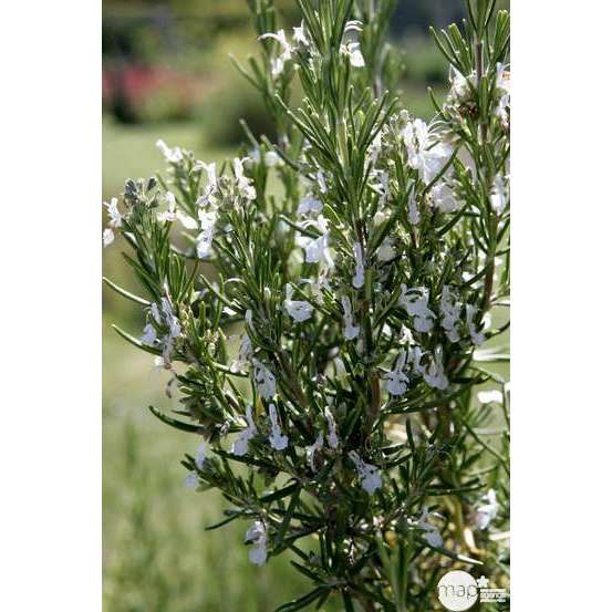 Plant de romarin : pot de 3 litres