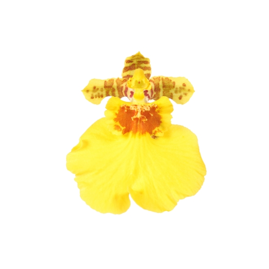 Orchidée oncidium 'Munsterland Stern' 2 tiges H50cm_ pot D12cm