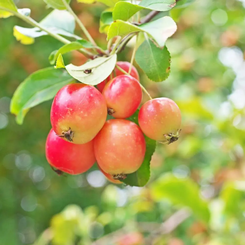 Mix fruitzuilen met plantenvoeding - Set van 4 - Hoogte 60-70cm - ⌀9cm