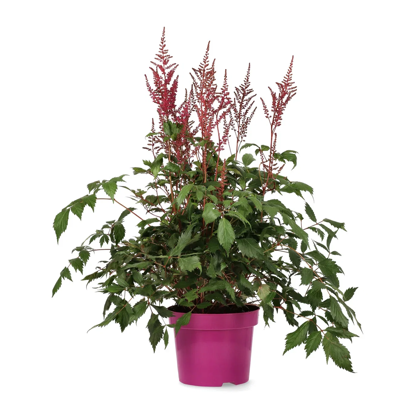 Astilbe japonica Japanspir Ø23 cm