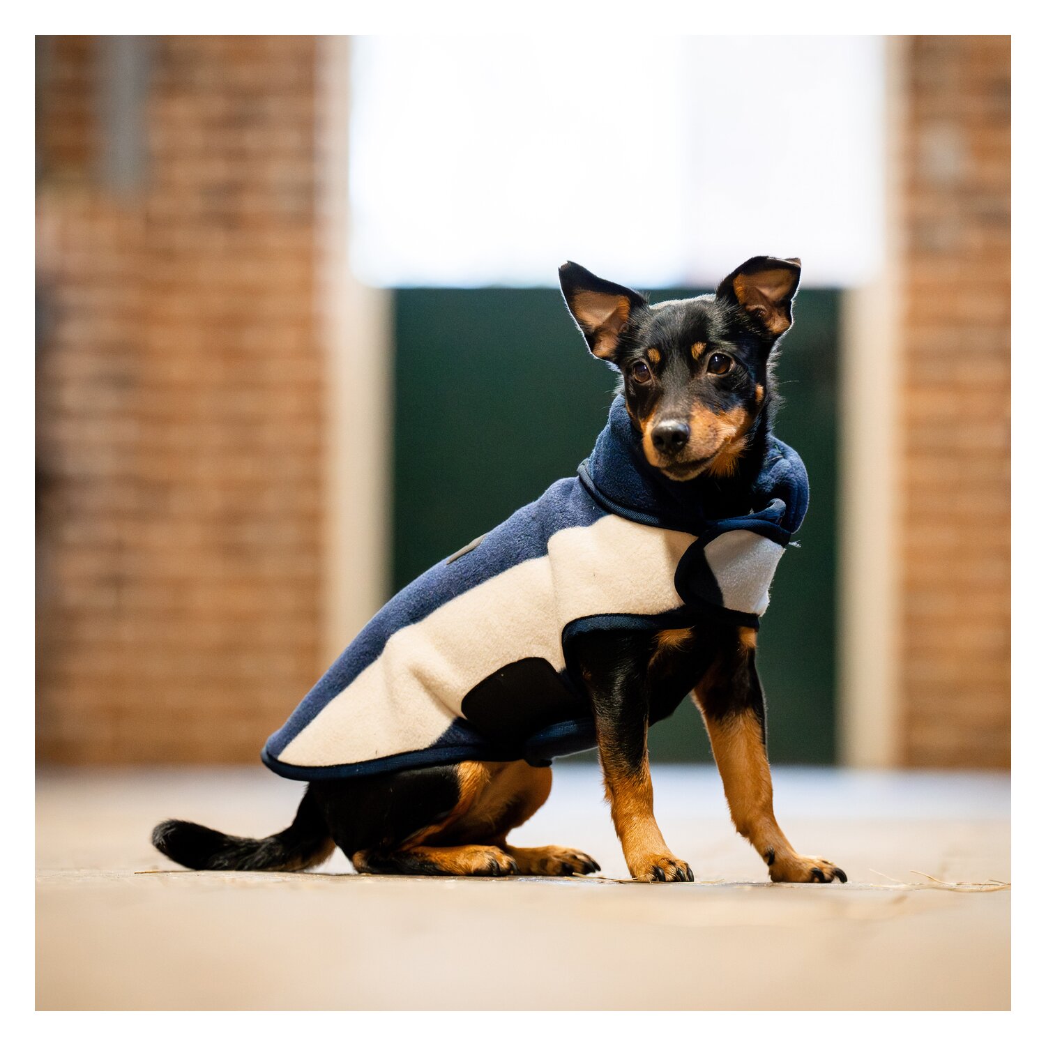 HORSEWARE Hundemantel Fleece  - whitney/navy