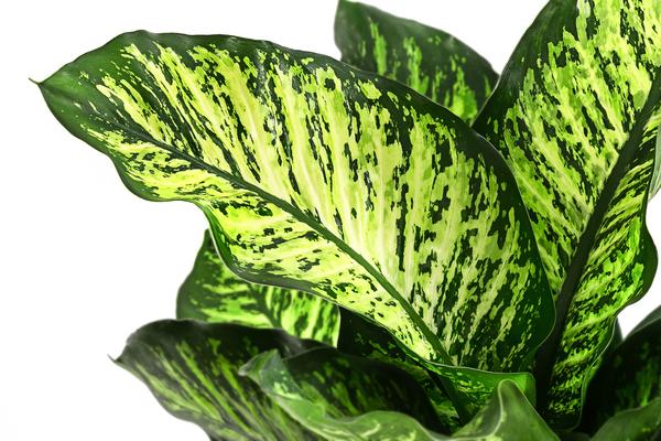 Dieffenbachie - Dieffenbachia seguine 'Maroba'