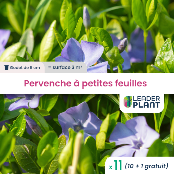11 x pervenche à petite feuille en godet