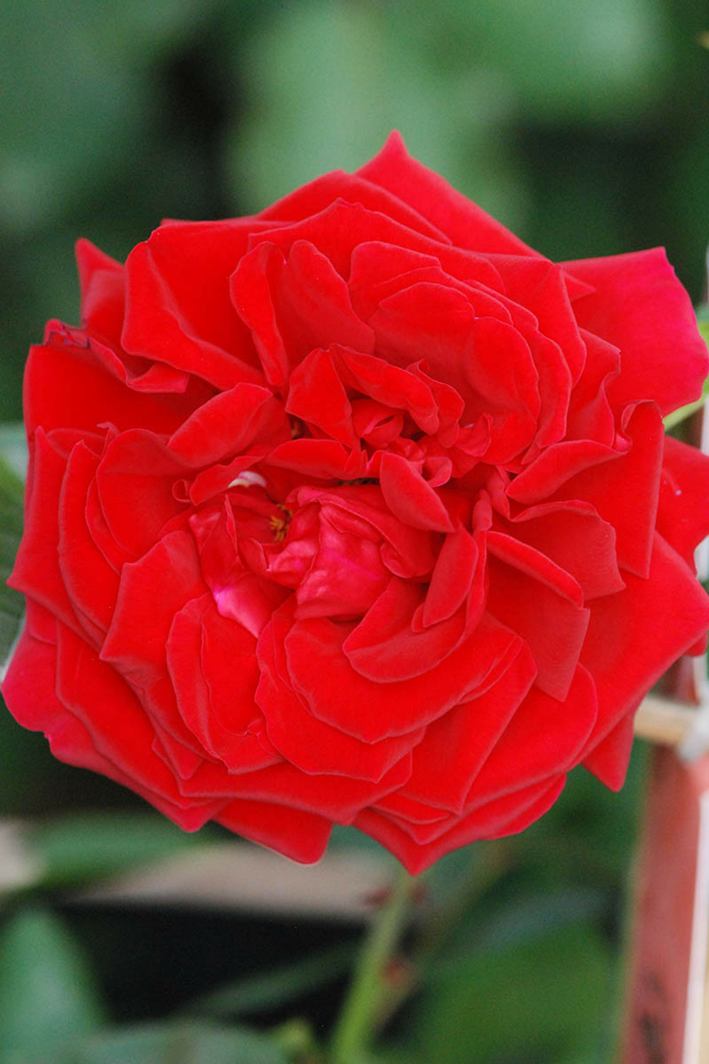 Rosier grimpant kordès 'florentina' ? - pot de 5 litres