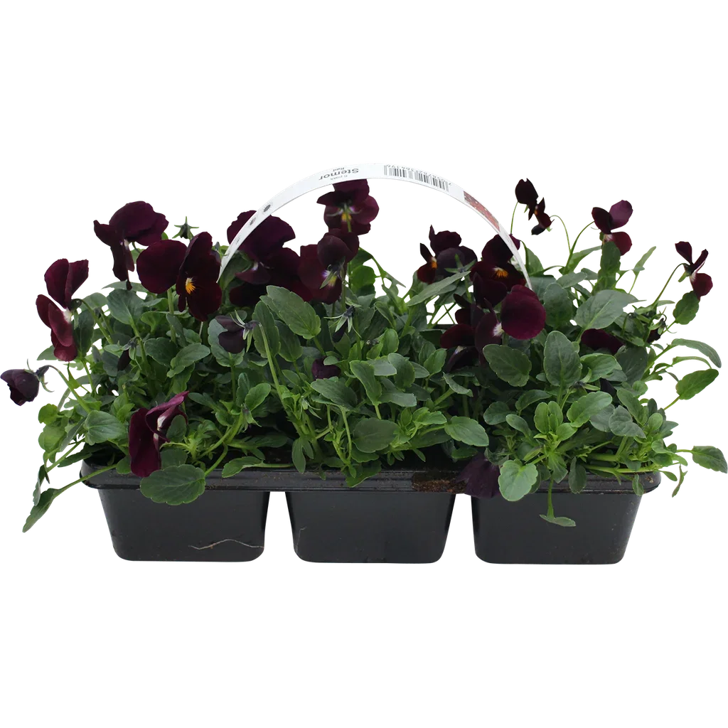 Viola x wittrockiana Stemor småblomstret 6 pk