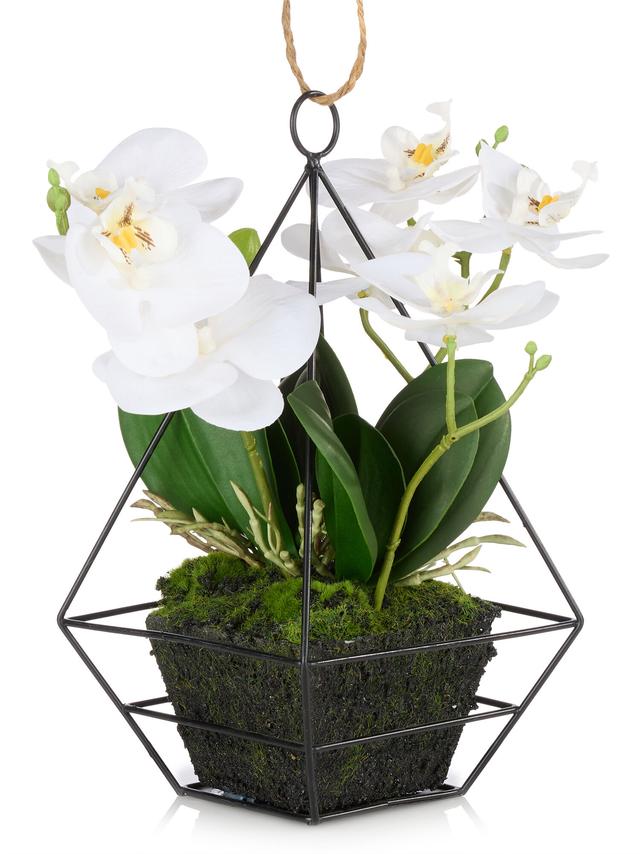 Orchidee Phalaenopsis Hänger inkl. Metallrahmen