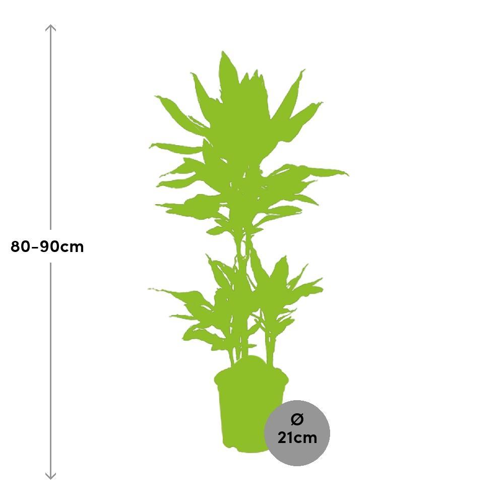 Plante d'intérieur - dracaena 'janet lind' 90.0cm