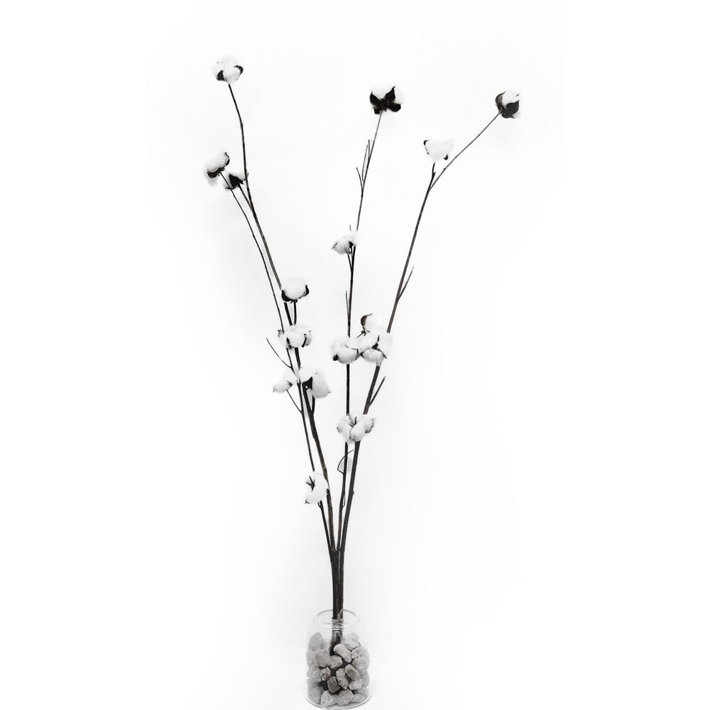 Branche de coton séché blanc H95cm x4