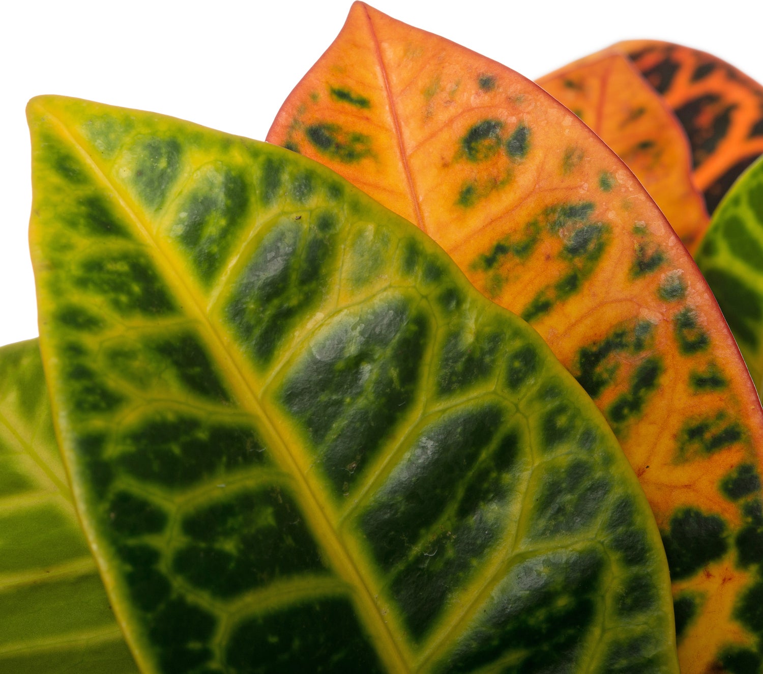 Croton (Codiaeum variegatum 'Petra') D 17 H 50 cm