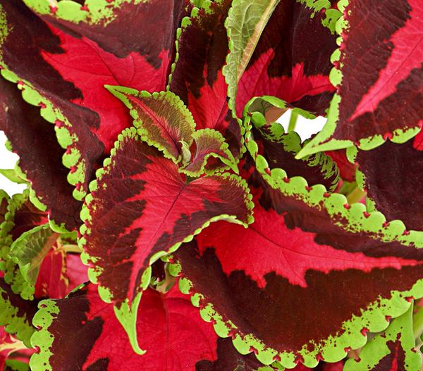 Buntnessel - Solenostemon scutellarioides