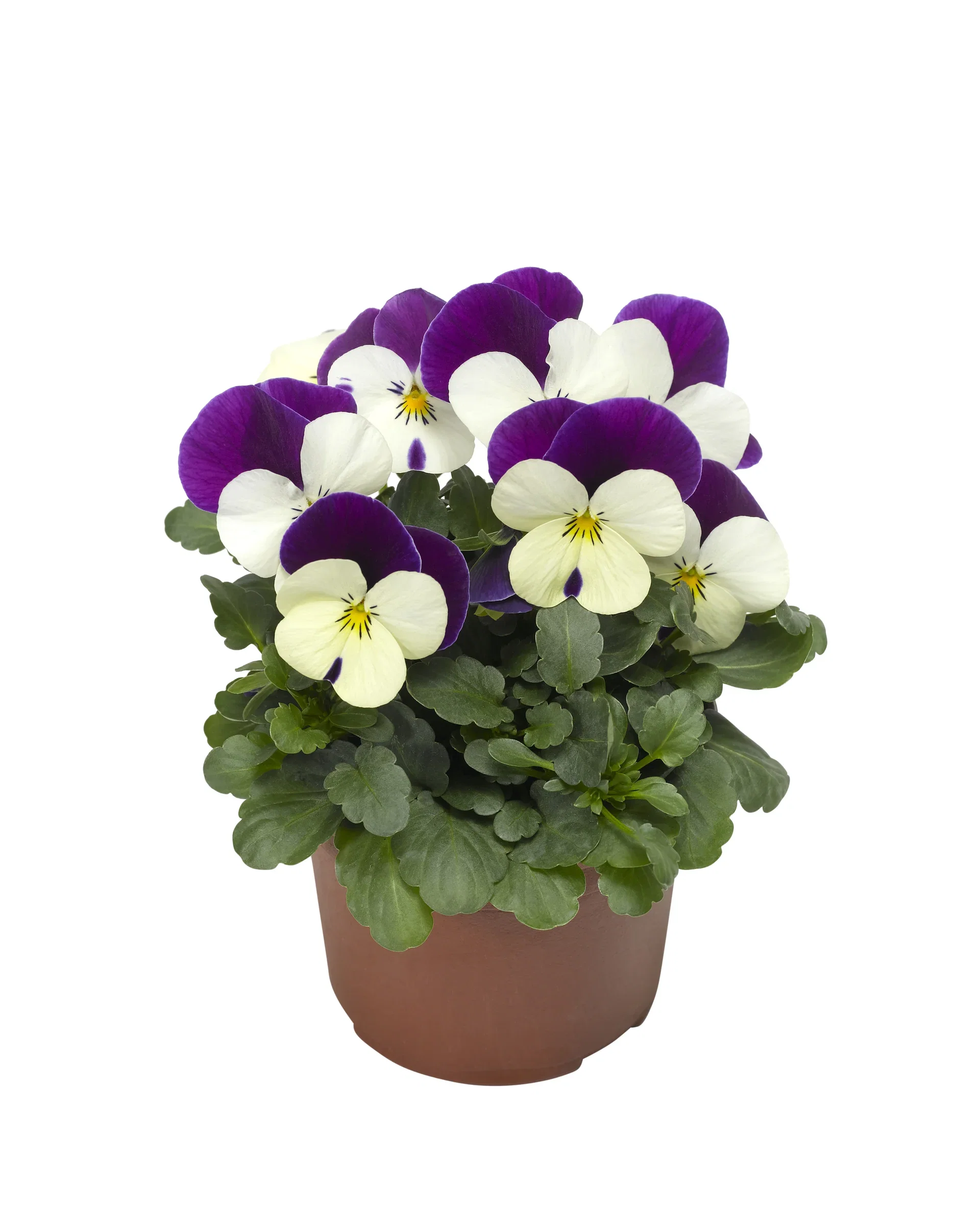 Viola x wittrockiana Stemor småblomstret Ø12 cm