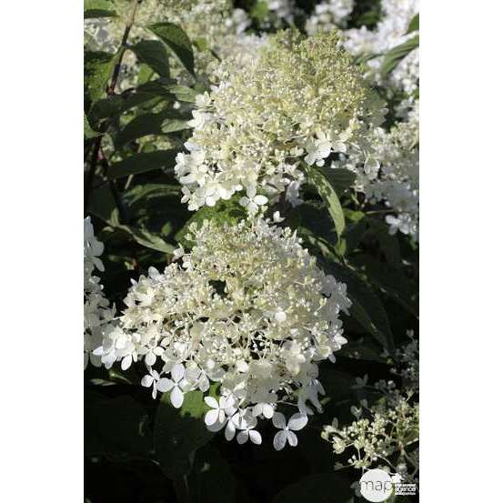 Hydrangea paniculata 'Phantom' : Conteneur de 10 litres