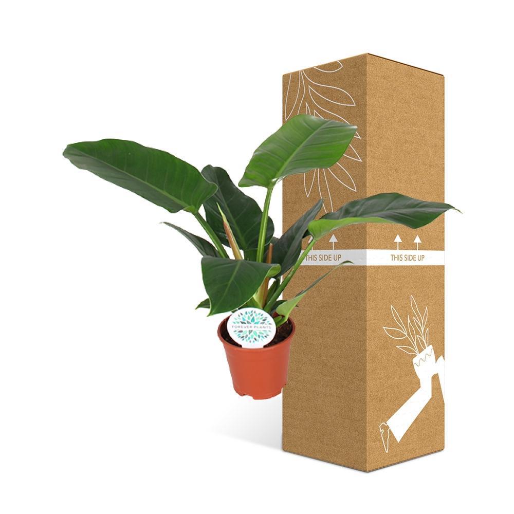 Plante d'intérieur - philodendron imperial green 50.0cm