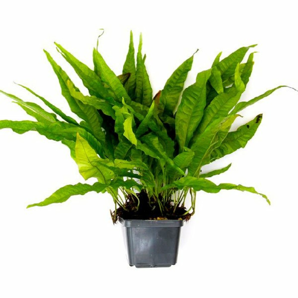 Microsorum pteropus xl
