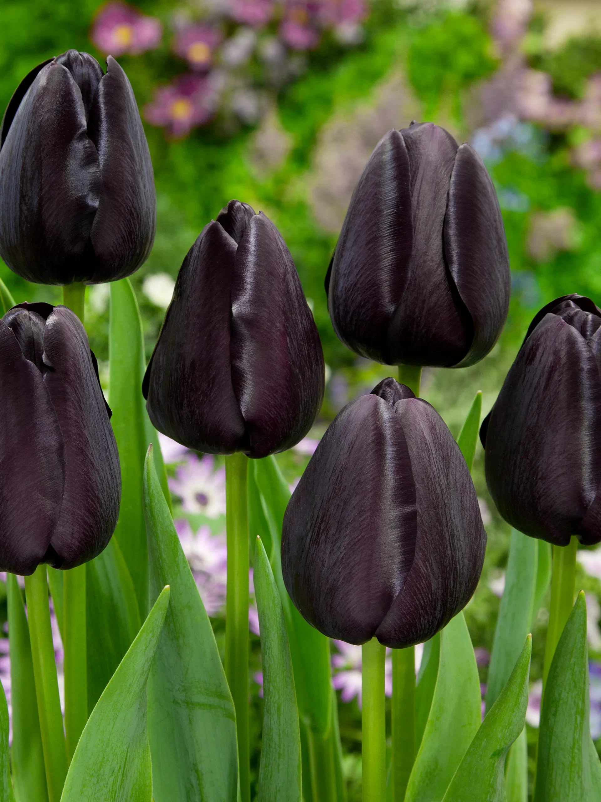 Tulipa gesneriana (Late singel flowering Group) 'Queen of Night' Tulipan 'Queen Of Night'