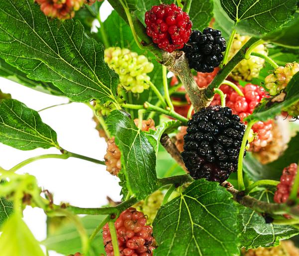 Maulbeere 'Mojo Berry'